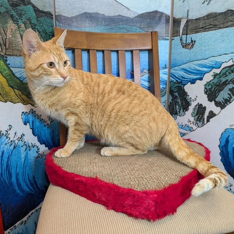 Freyr Fred thumbnail 5