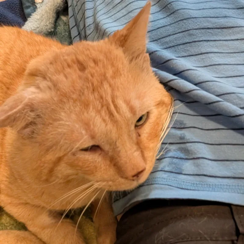 Orange Gabriel thumbnail 2