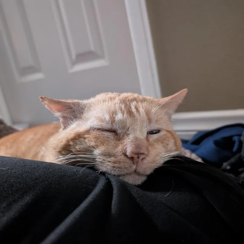 Orange Gabriel thumbnail 3