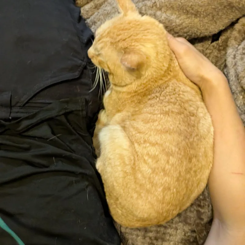 Orange Gabriel thumbnail 4