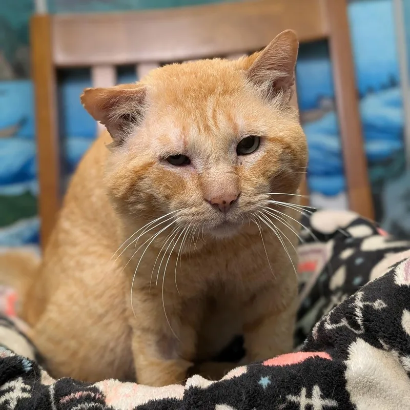 Orange Gabriel thumbnail 5