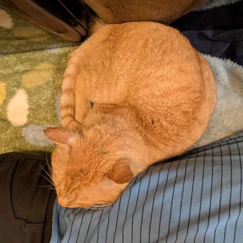 Orange Gabriel thumbnail 6