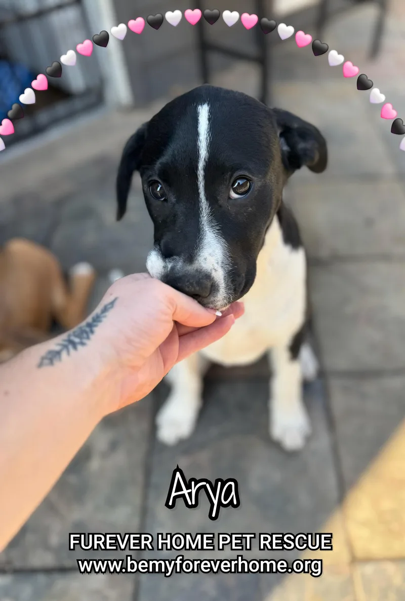 Arya thumbnail 2