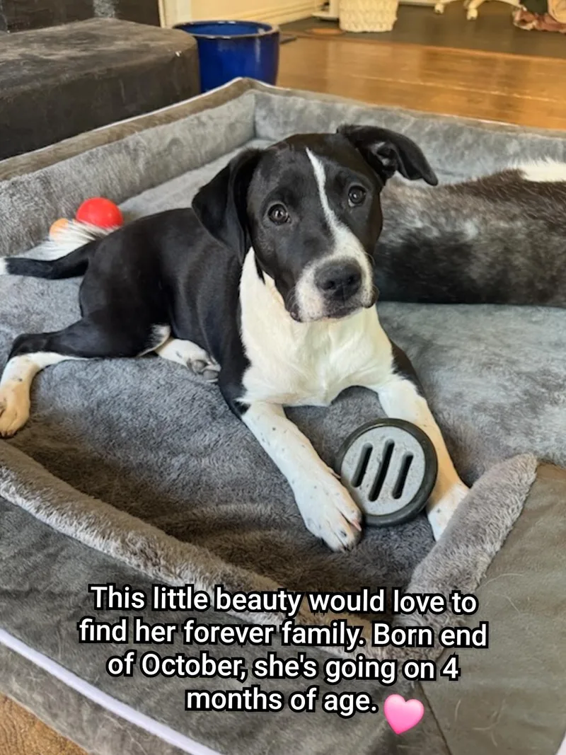 A baby medium-sized female Pit Bull Terrier dog named Arya for adoption in Plano, TX