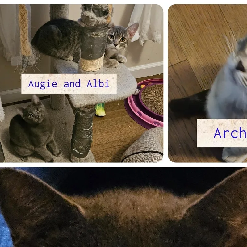 A young large-sized male Domestic Short Hair cat named Auggie for adoption in Cumming, GA