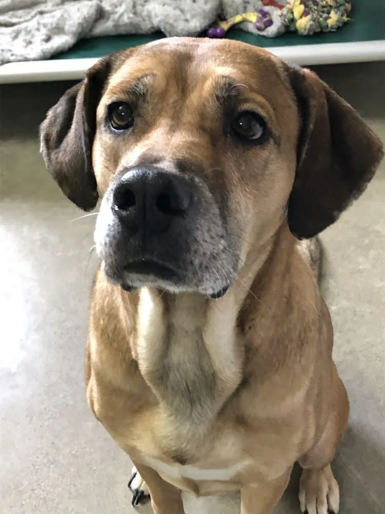 Lady Lovelace thumbnail 2