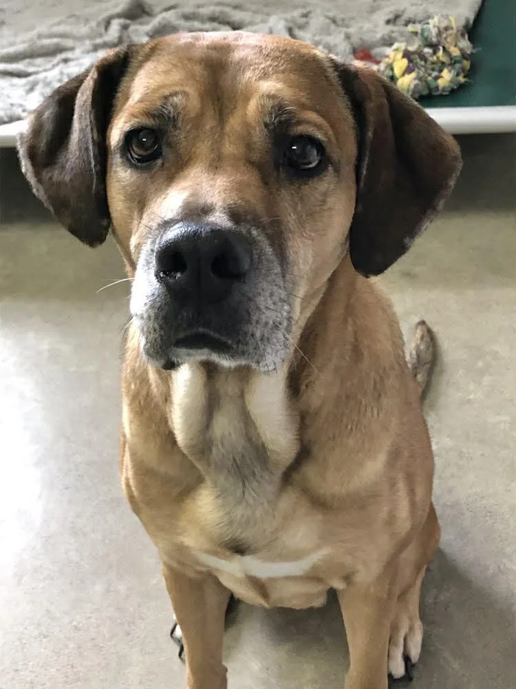 Lady Lovelace thumbnail 4