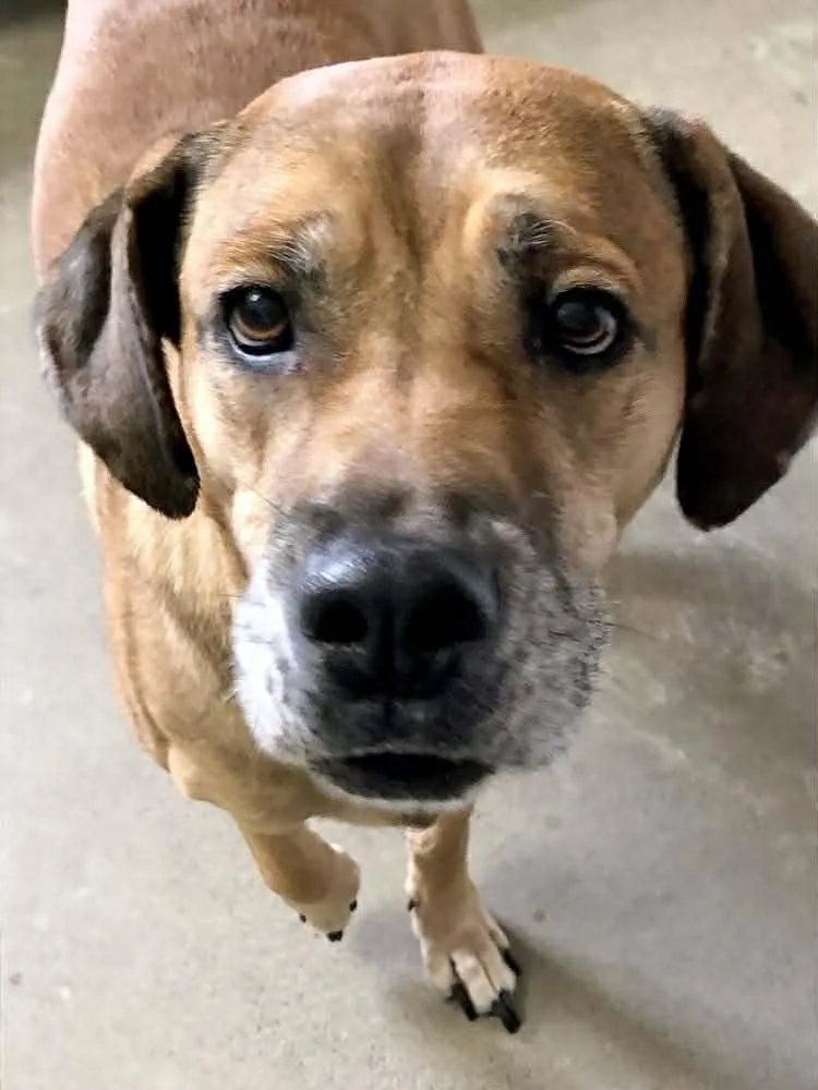 Lady Lovelace thumbnail 5