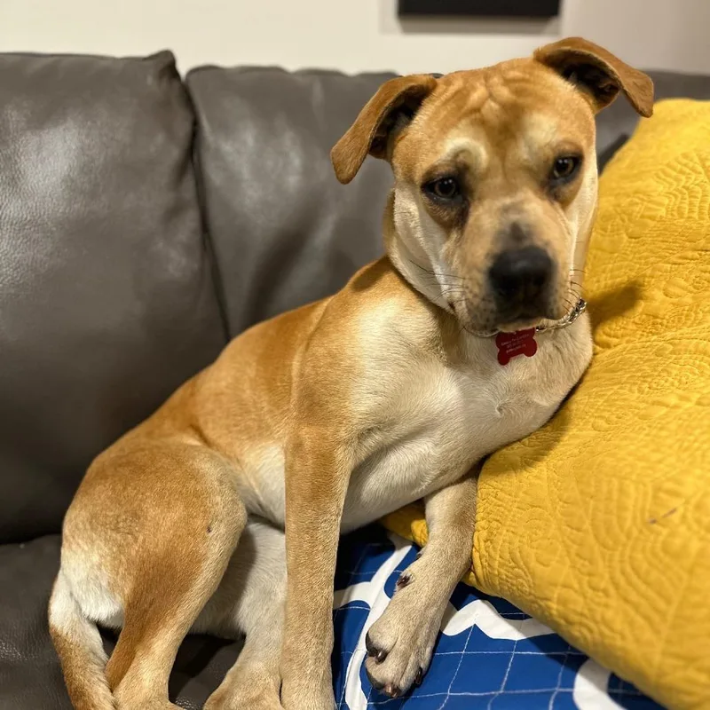 Dumpling thumbnail 2