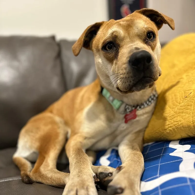 Dumpling thumbnail 3