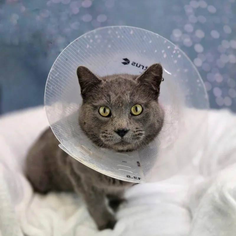 Smoke Stackc thumbnail 3