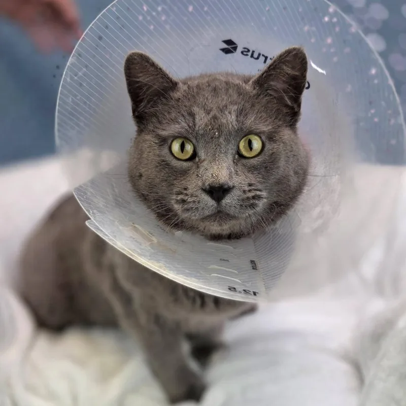 Smoke Stackc thumbnail 4