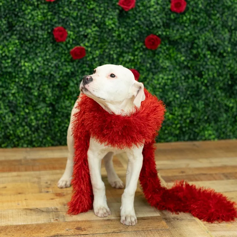 Chickadee thumbnail 2