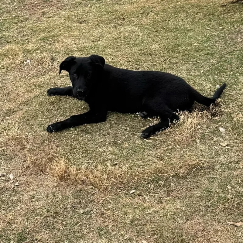 Cinderella Ks thumbnail 2