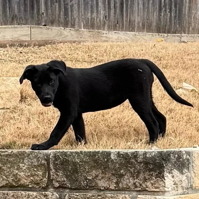 Cinderella Ks thumbnail 3