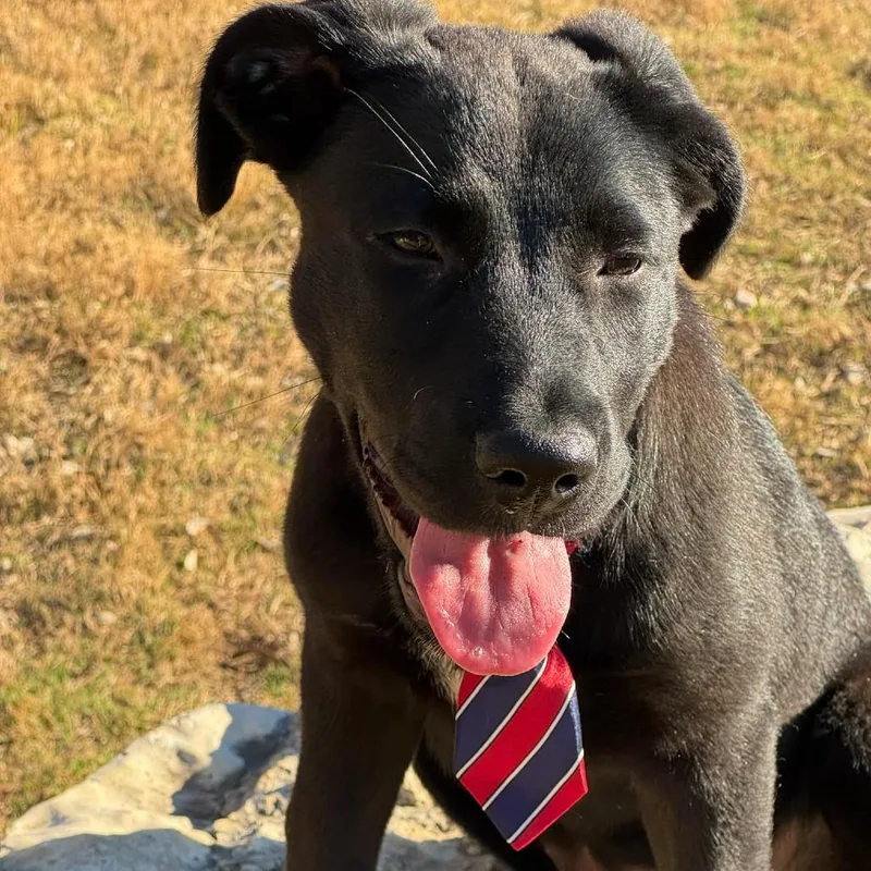 Cinderella Ks thumbnail 4