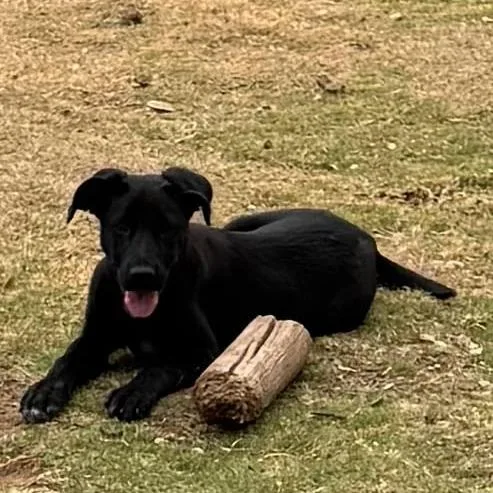 Cinderella Ks thumbnail 5