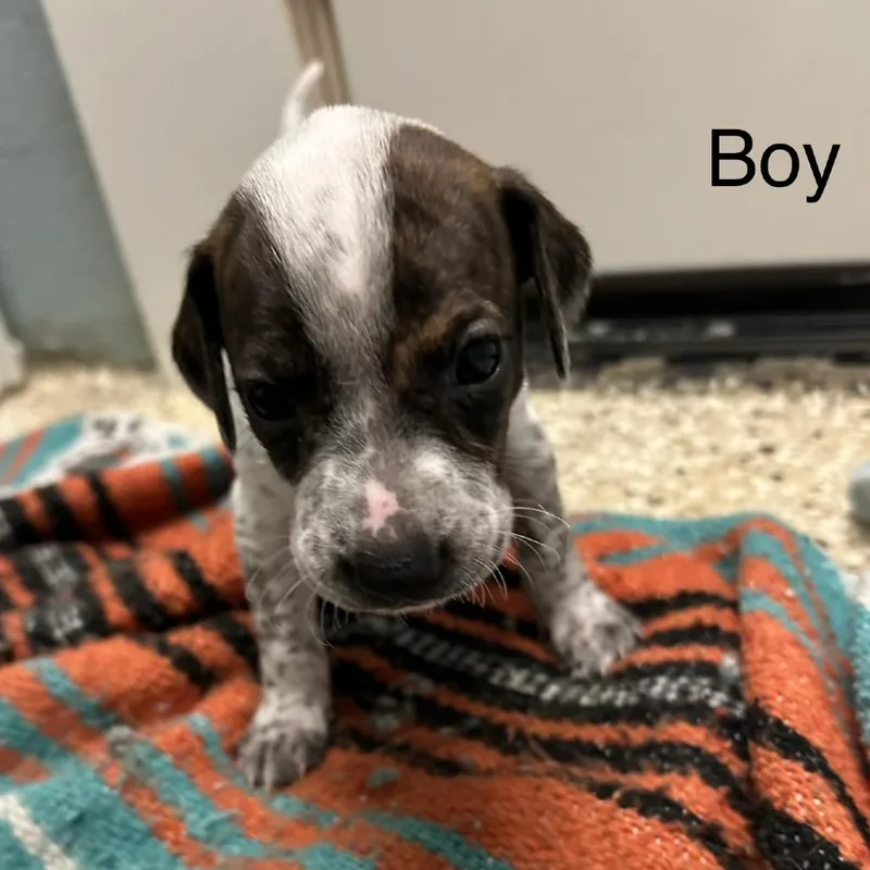 Murphy Bama thumbnail 2