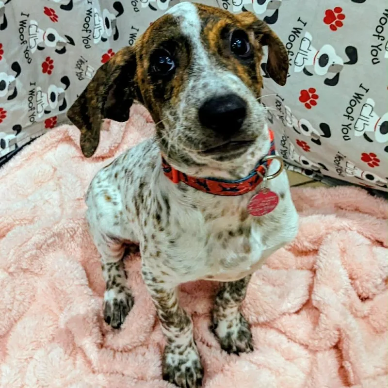 Murphy Bama thumbnail 3