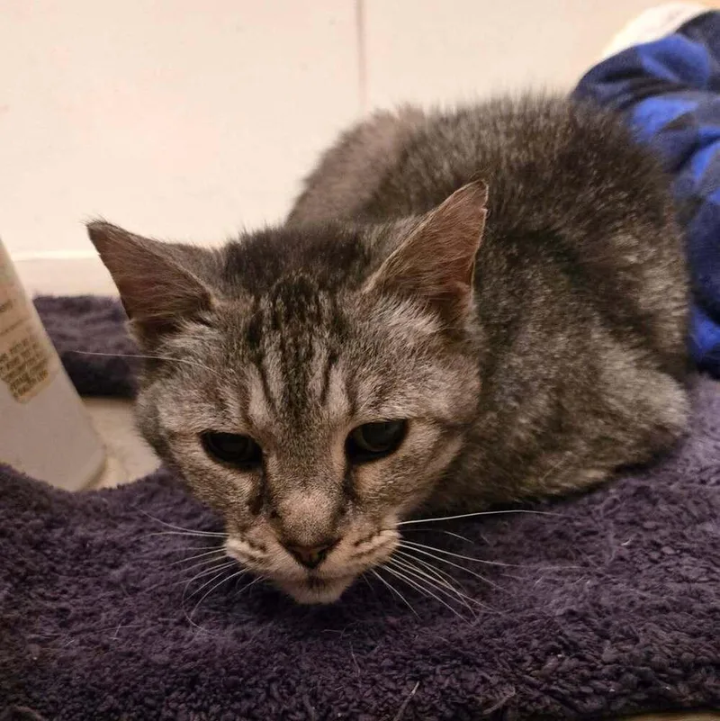 Samantha thumbnail 3