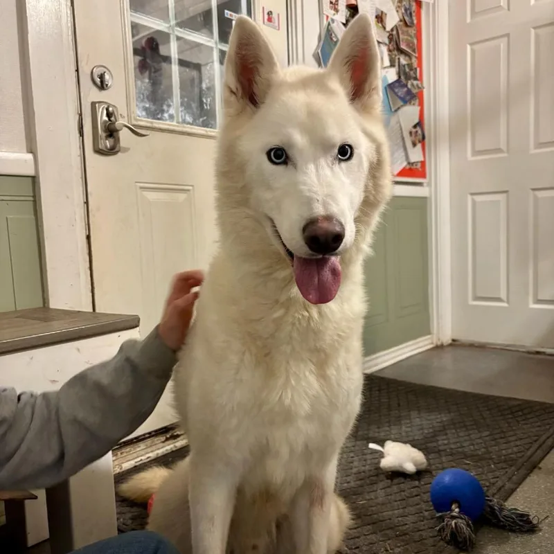 Cimarron thumbnail 2