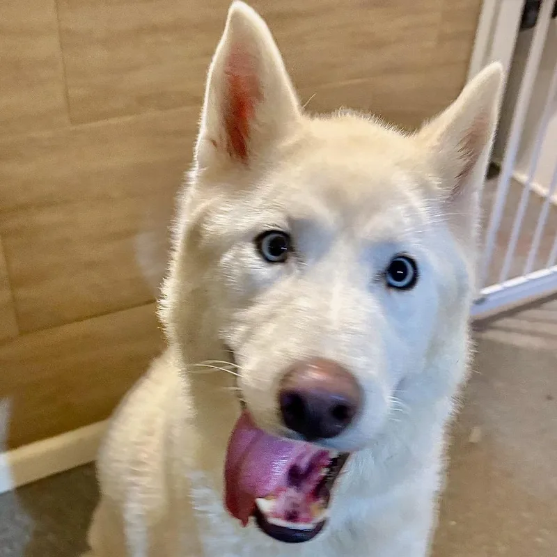 Cimarron thumbnail 5