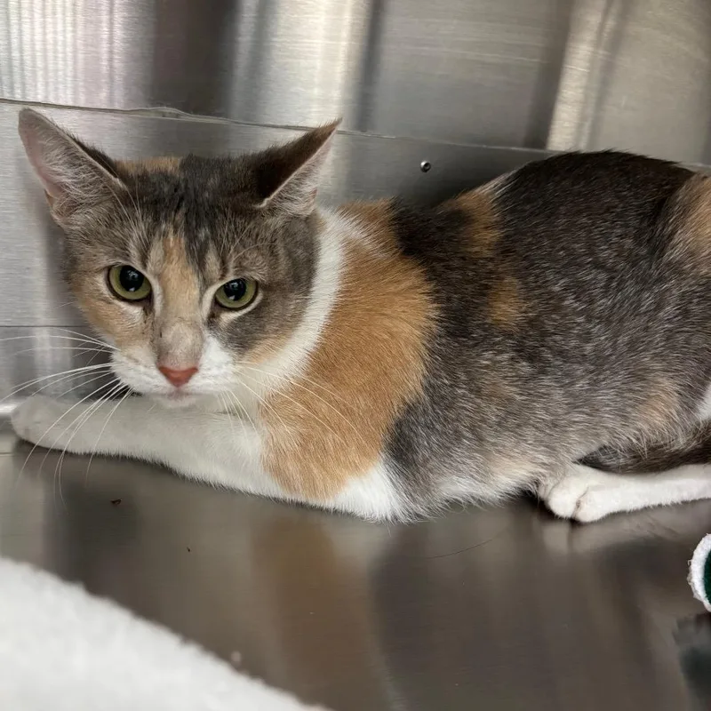 Kynareth thumbnail 2