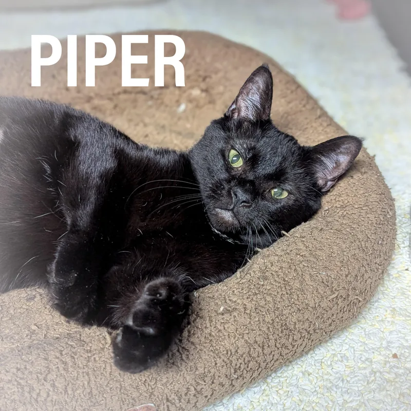 Piper