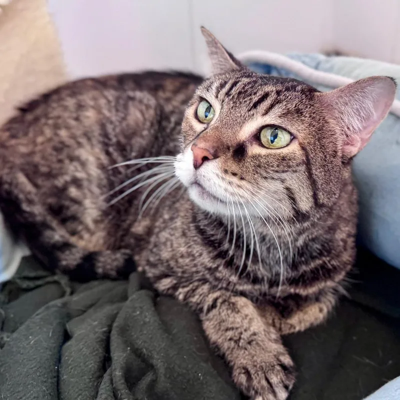 Scarlett thumbnail 2