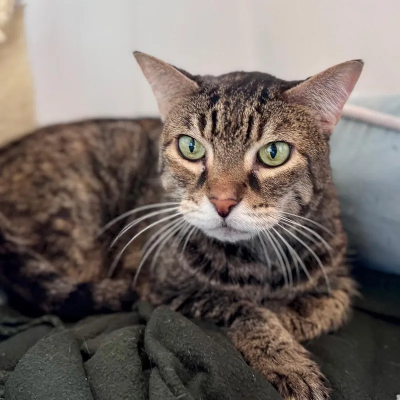 Scarlett thumbnail 3