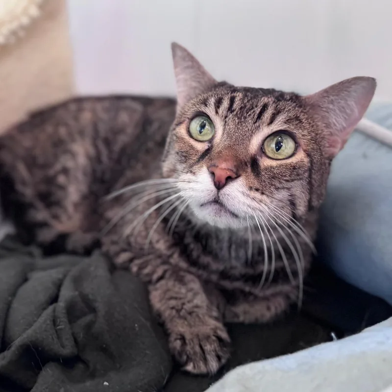 Scarlett thumbnail 4