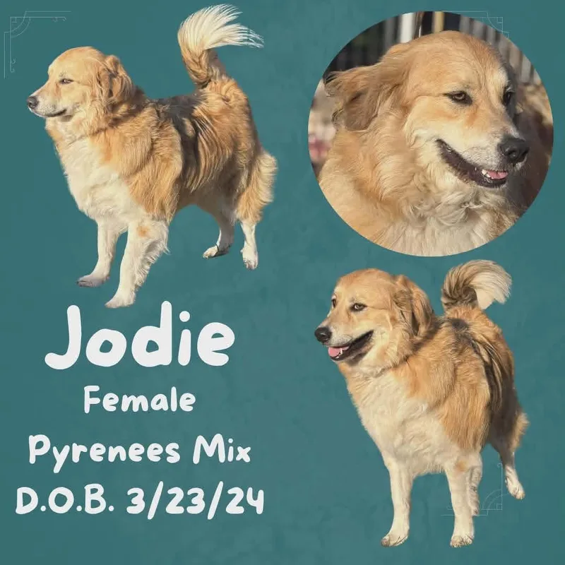 Jodie