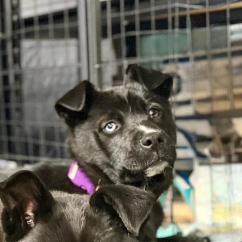 Sandy Cheeks thumbnail 2