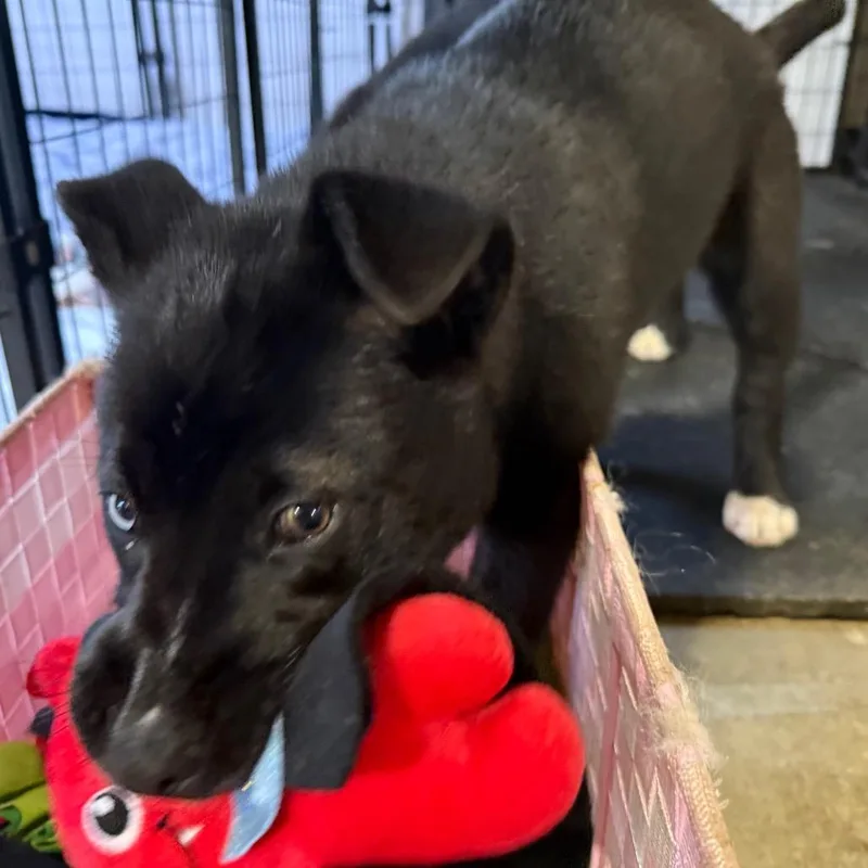 Sandy Cheeks thumbnail 3