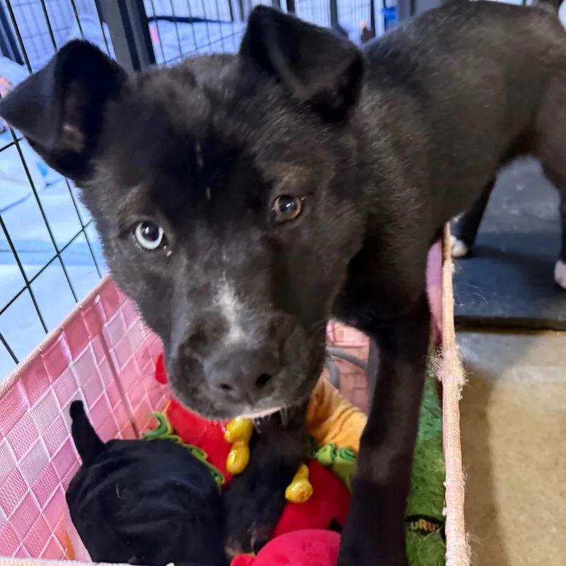 Sandy Cheeks thumbnail 5