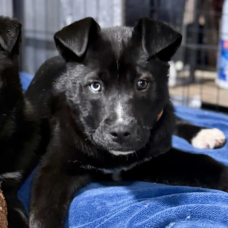 Sandy Cheeks thumbnail 6