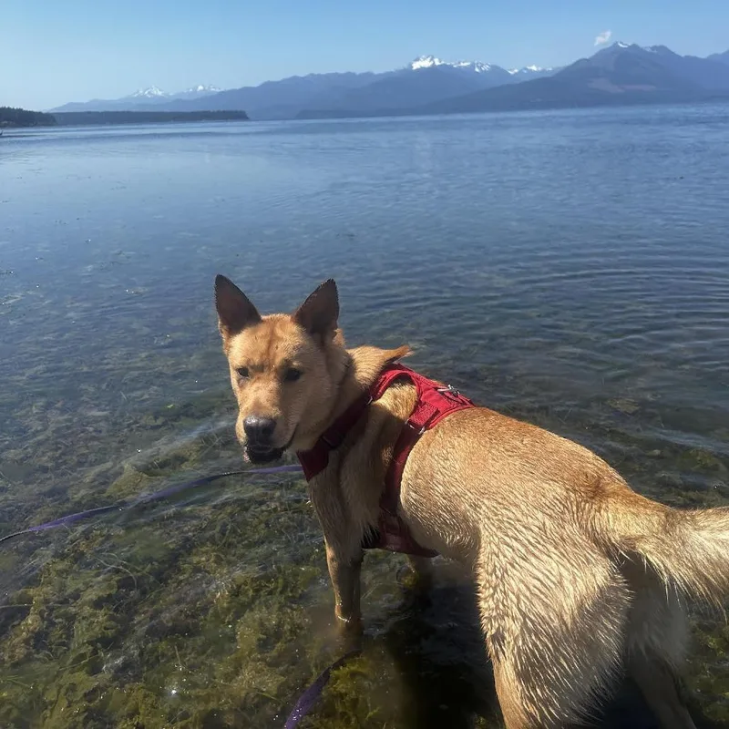 Buttercup thumbnail 2