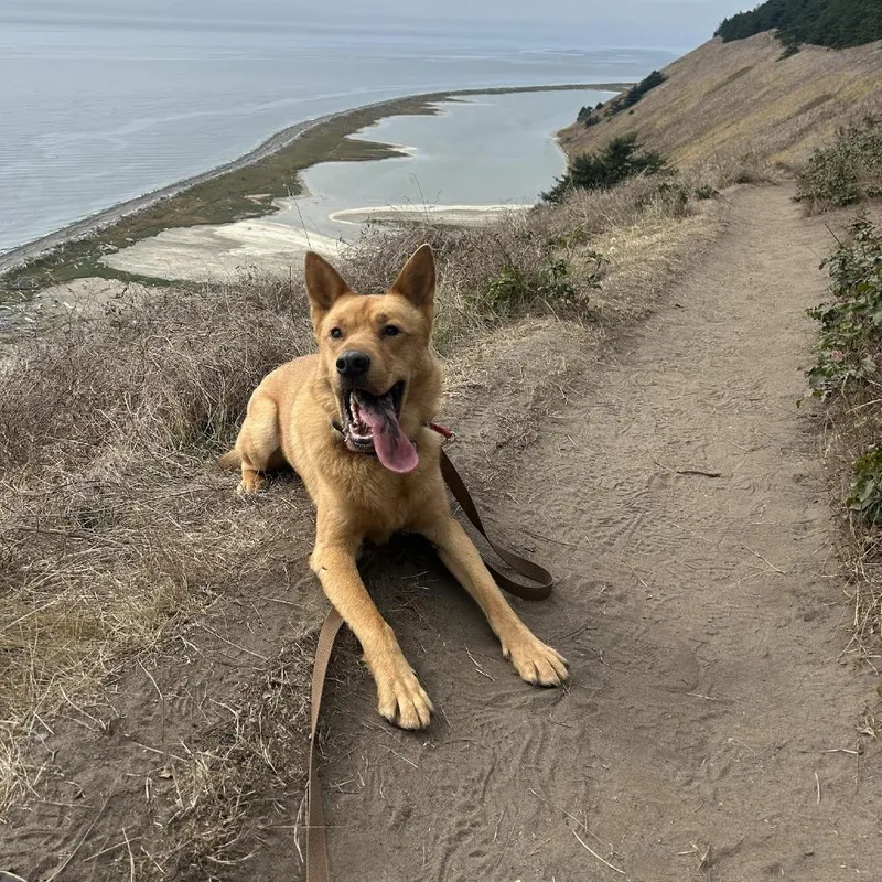 Buttercup thumbnail 4