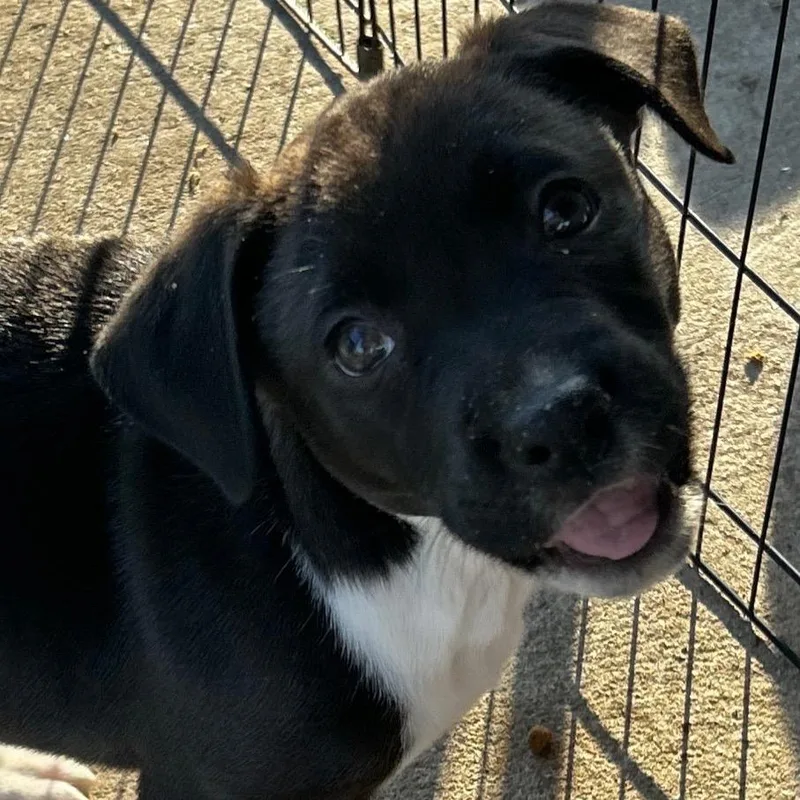 Cleopatra thumbnail 2