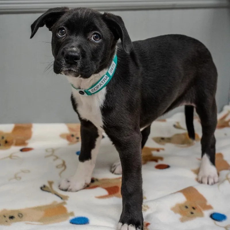 Cleopatra thumbnail 3