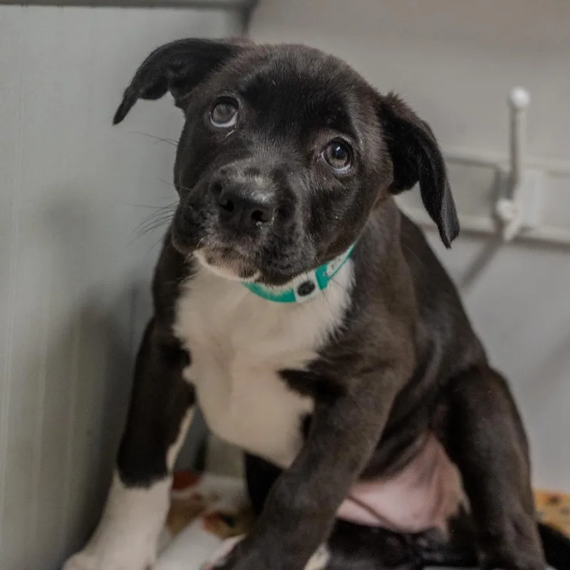 Cleopatra thumbnail 4