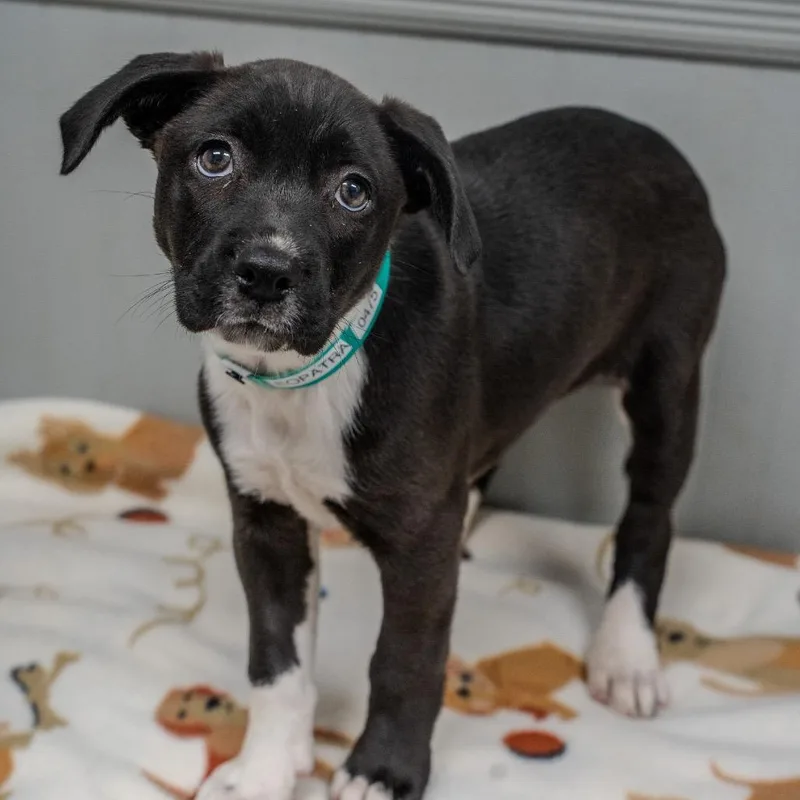 Cleopatra thumbnail 5