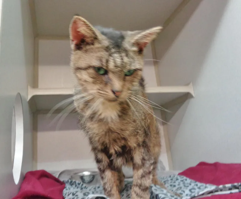 Malachite thumbnail 2