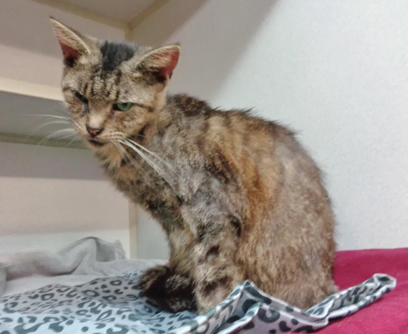 Malachite thumbnail 3