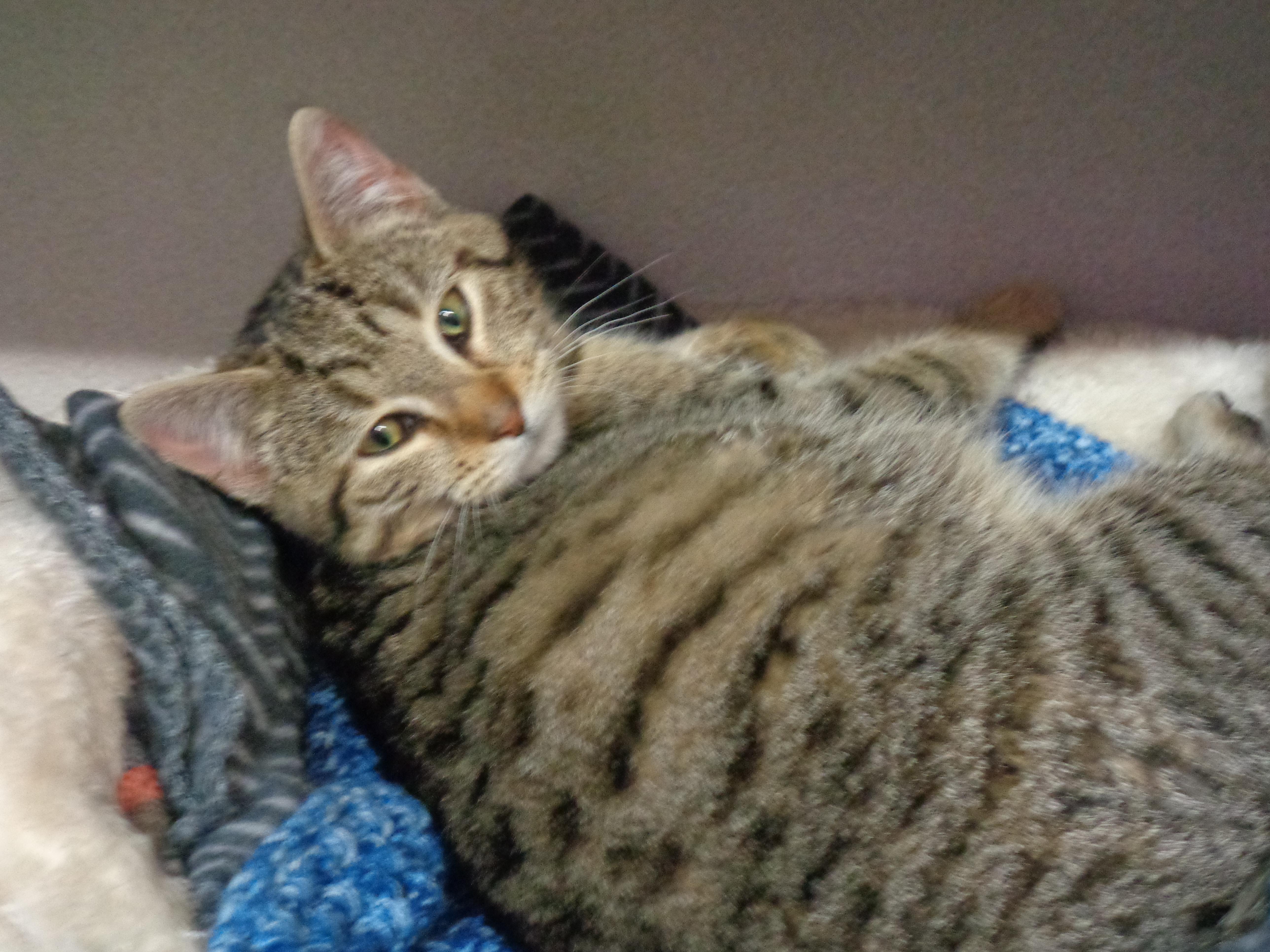 Porridge thumbnail 3