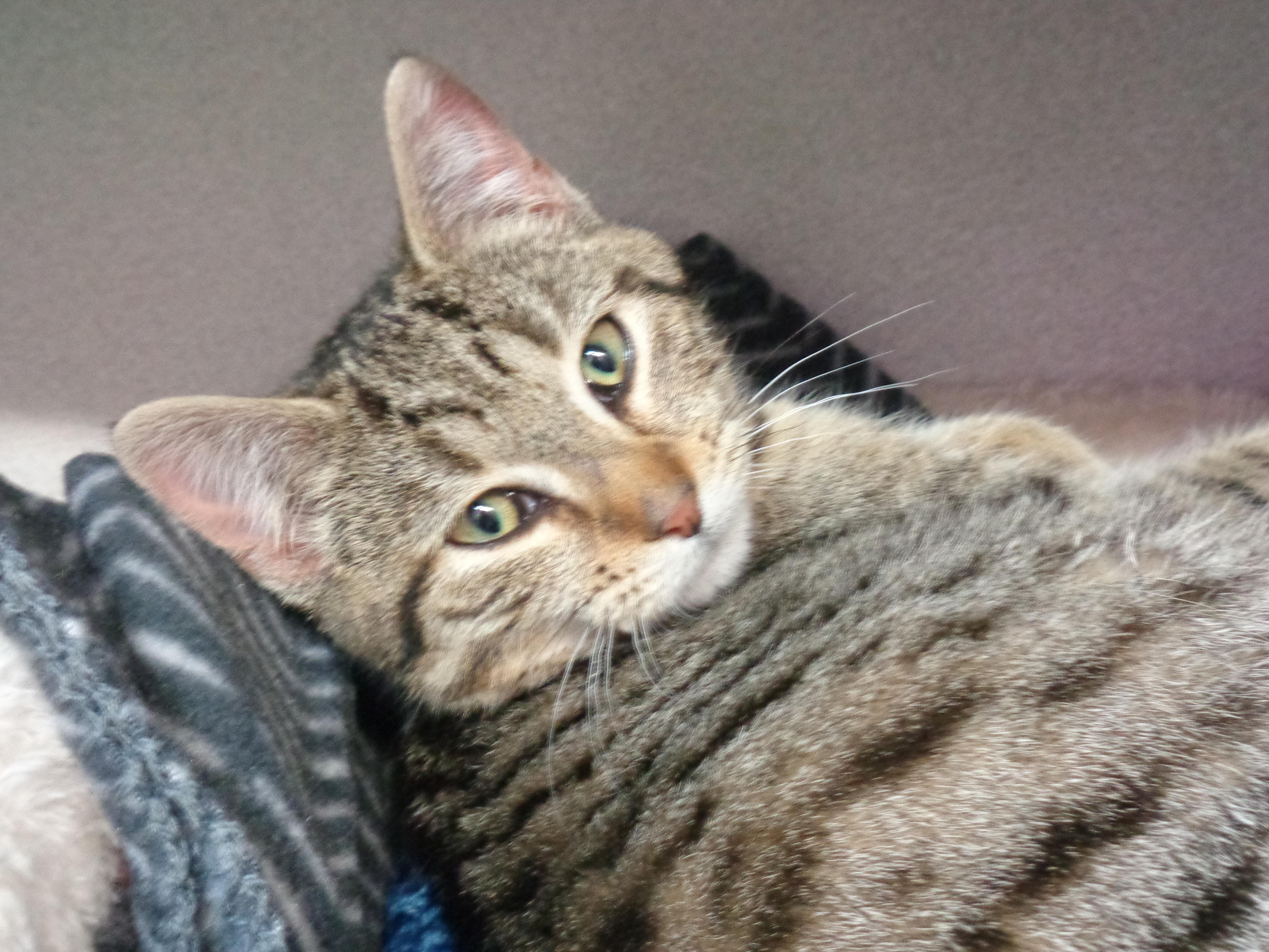 Porridge thumbnail 4