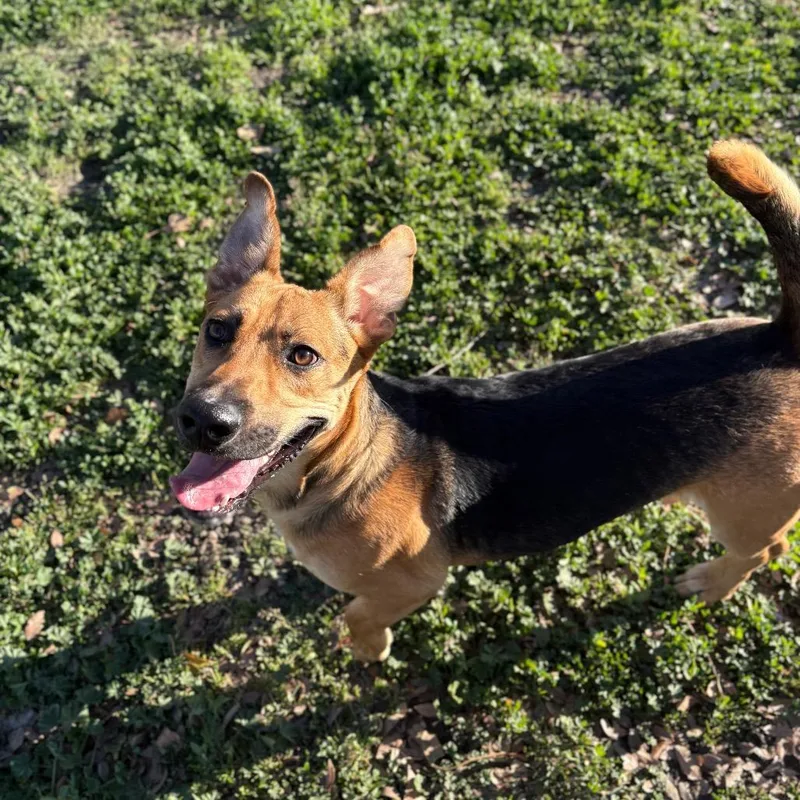 Shortstop thumbnail 2