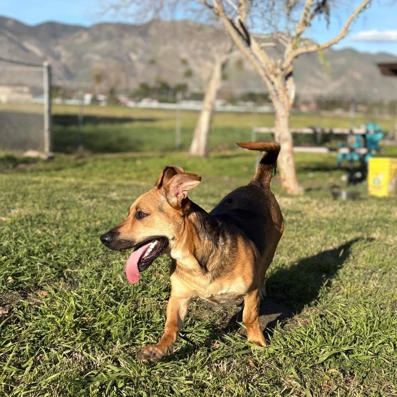 Shortstop thumbnail 3