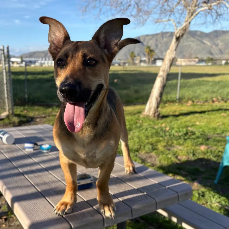 Shortstop thumbnail 4