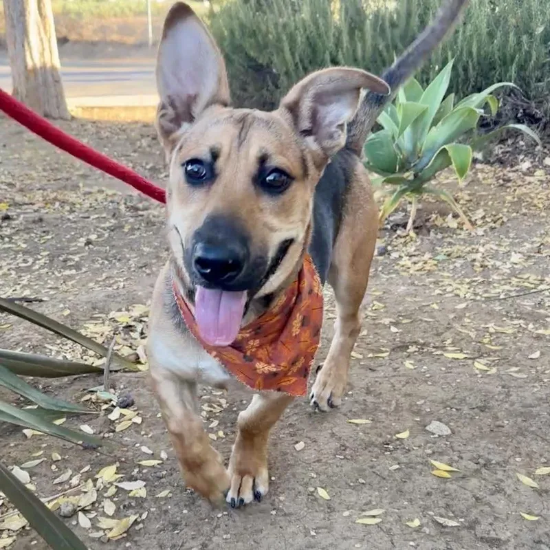 Shortstop thumbnail 5